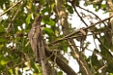Grey Potoo_PAN0424